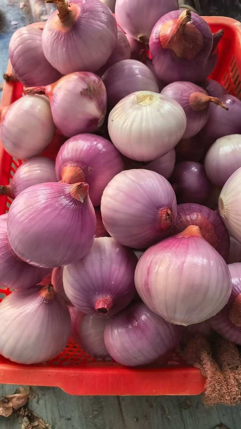 洋葱