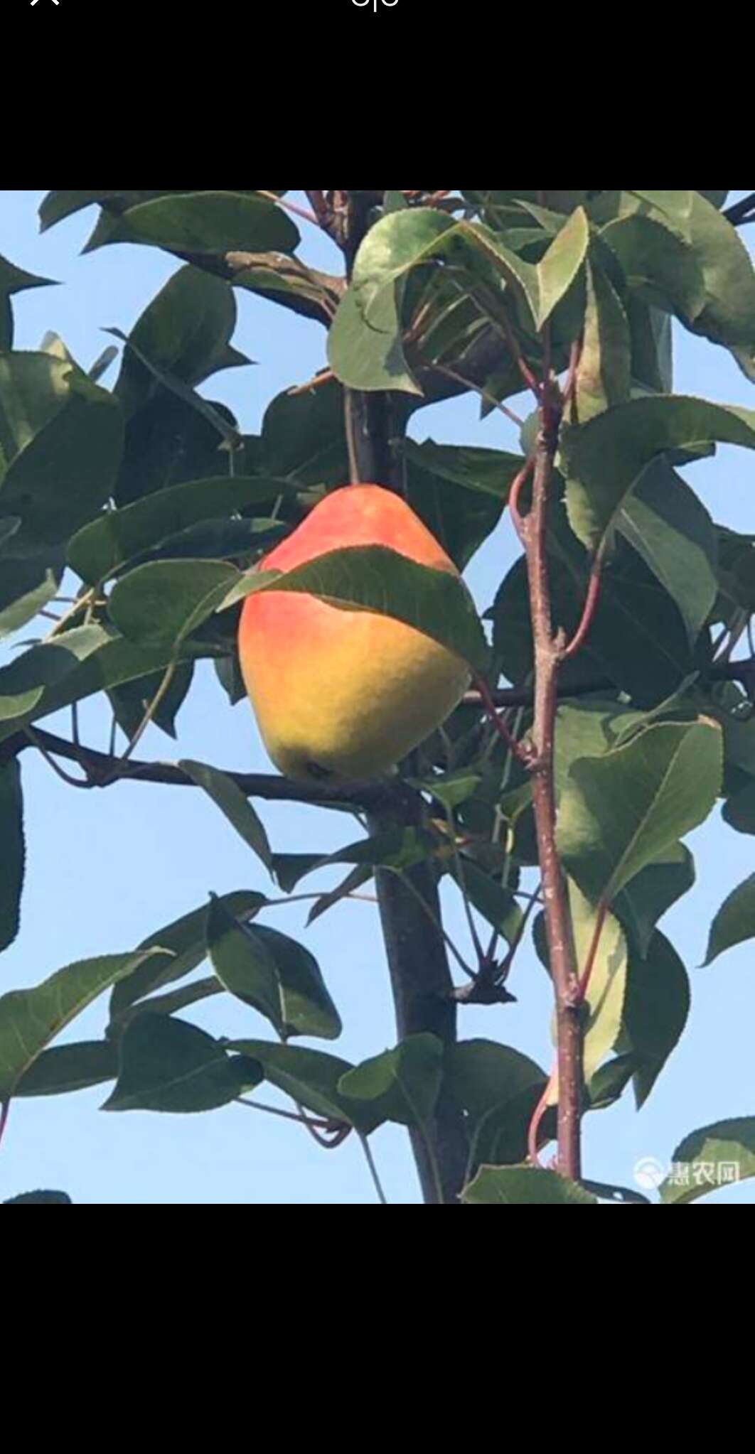 自己家的红肖梨