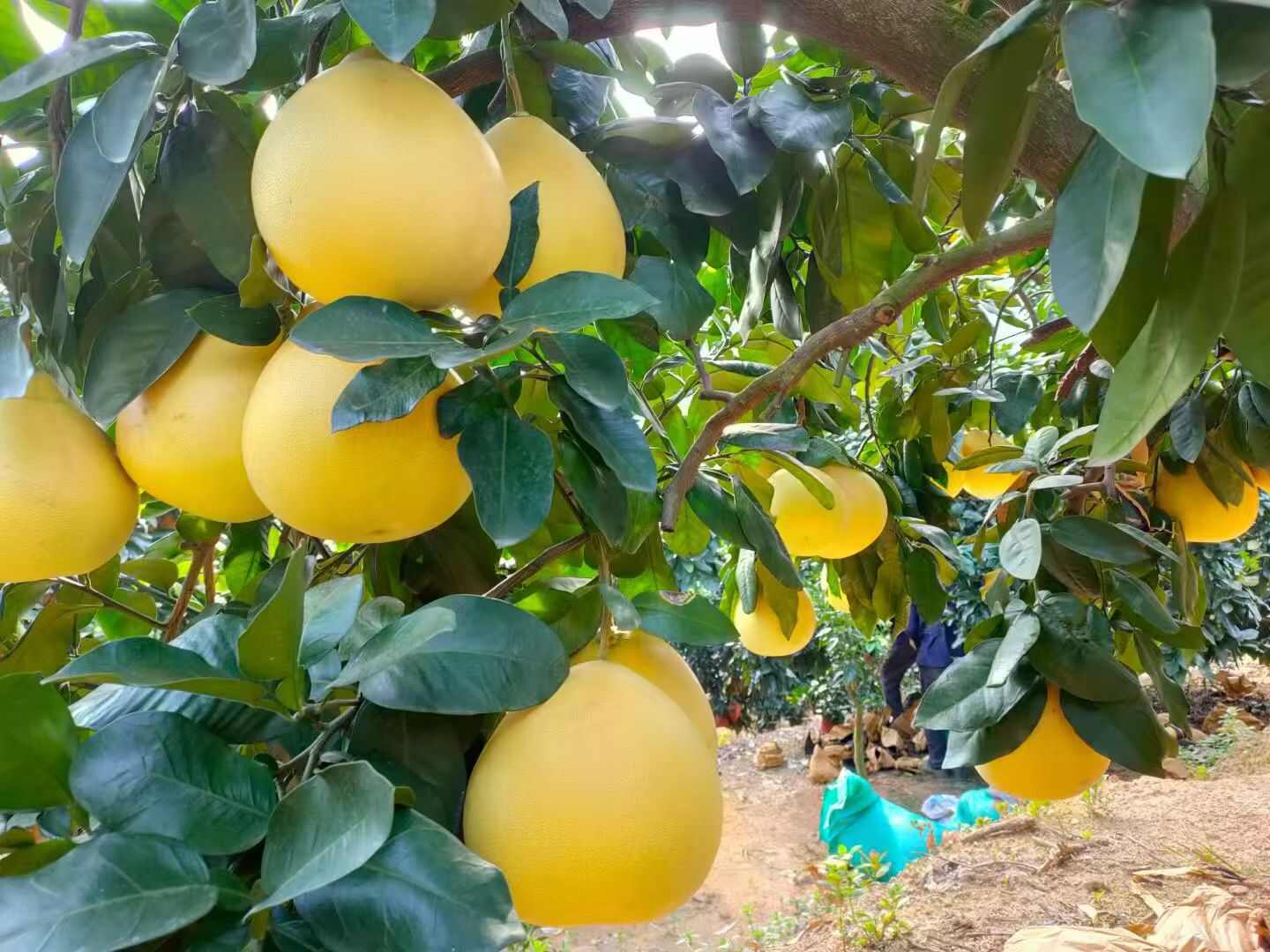 平和琯溪蜜柚红心柚