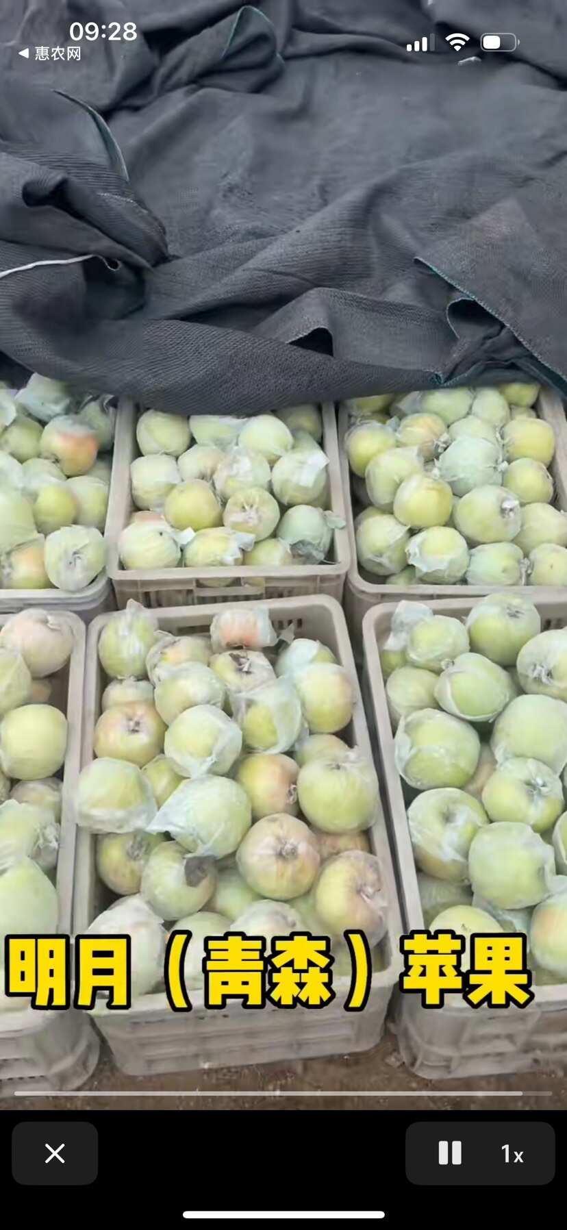 明月苹果
