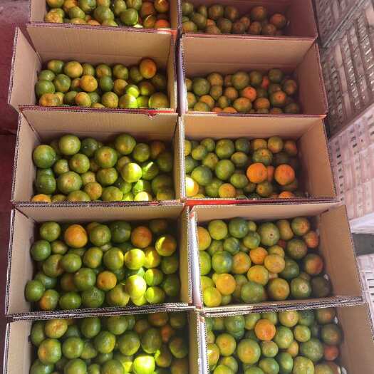 江西司马码头山坡上的早熟蜜桔成熟啦！