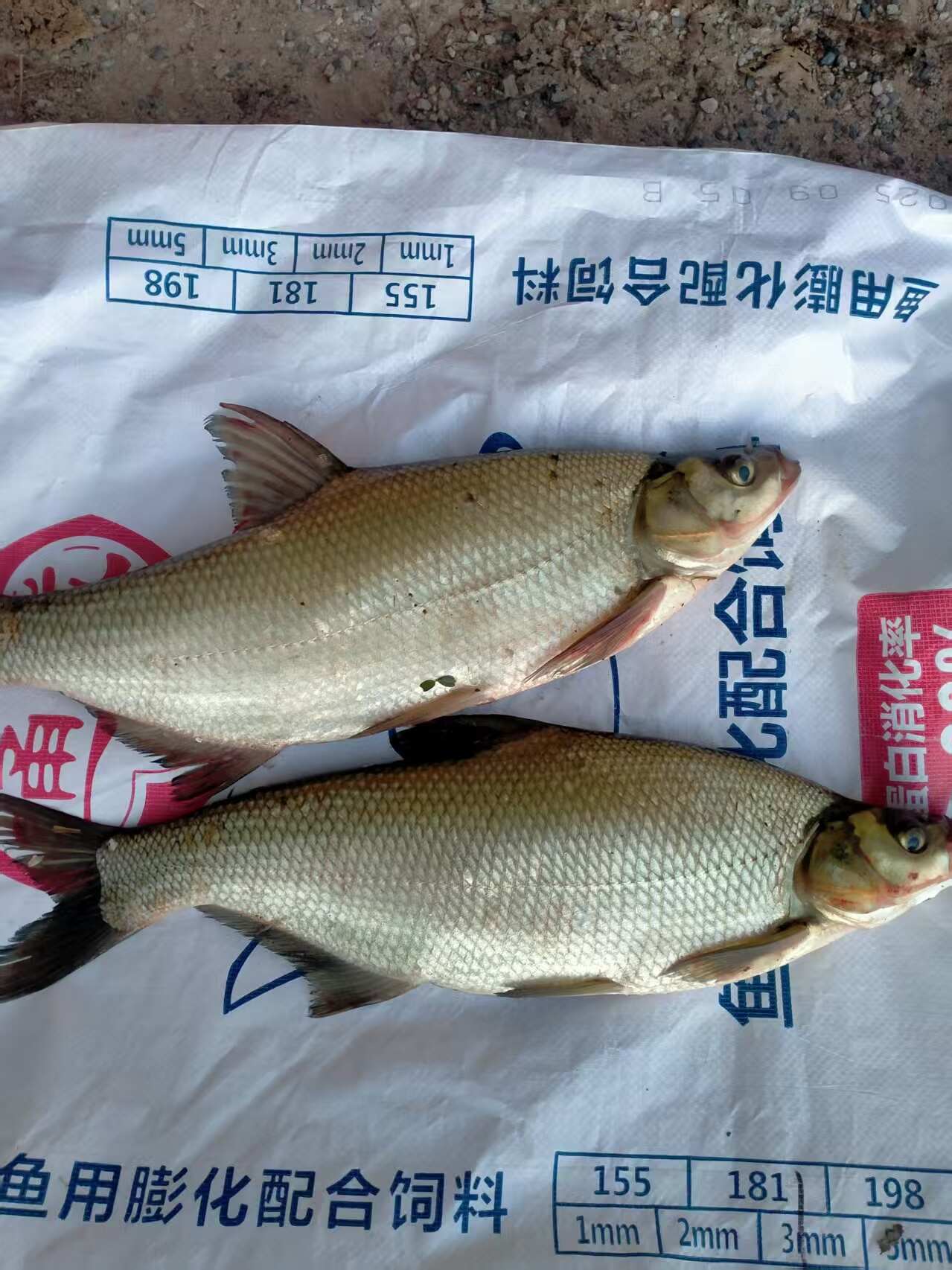 精品山塘大扁鱼，3斤左右