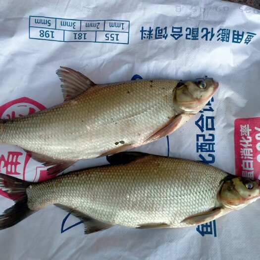 黄山精品山塘大扁鱼，3斤左右