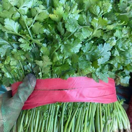 河南滑县香菜 新鲜叶菜类蔬菜产地直发