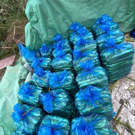 新鲜茭白，产地自销，可现场参观收割茭白过程