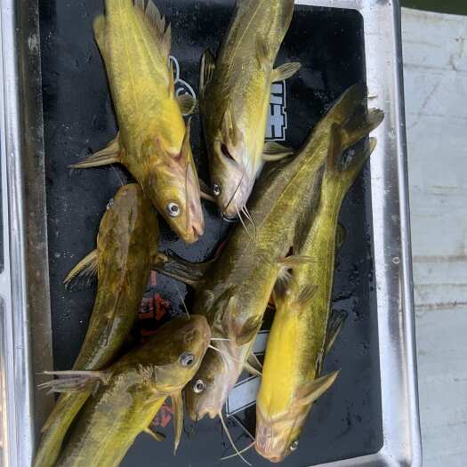 临澧县湖南常德临澧黄颡鱼鲜活供应