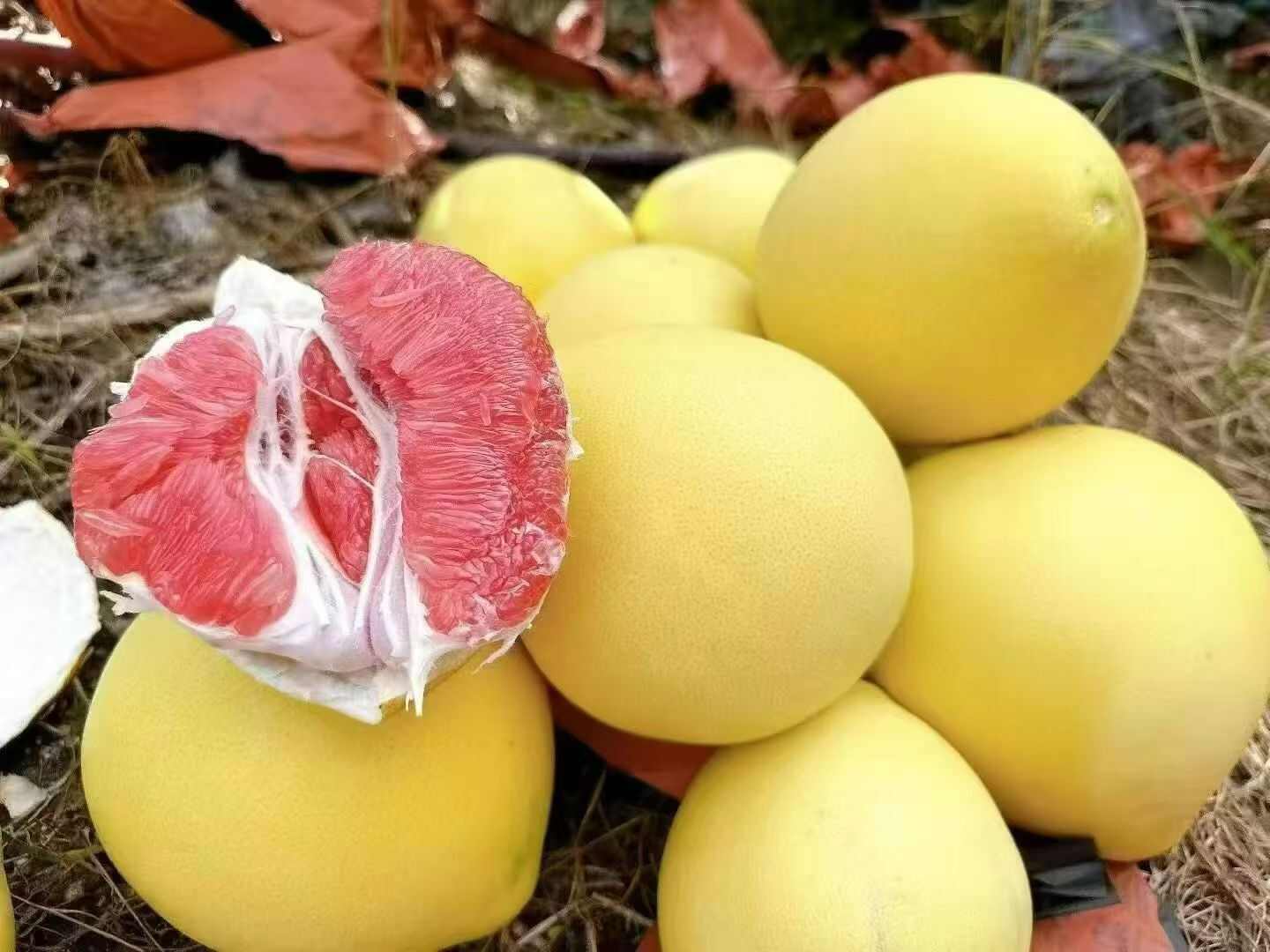 平和琯溪蜜柚红心柚