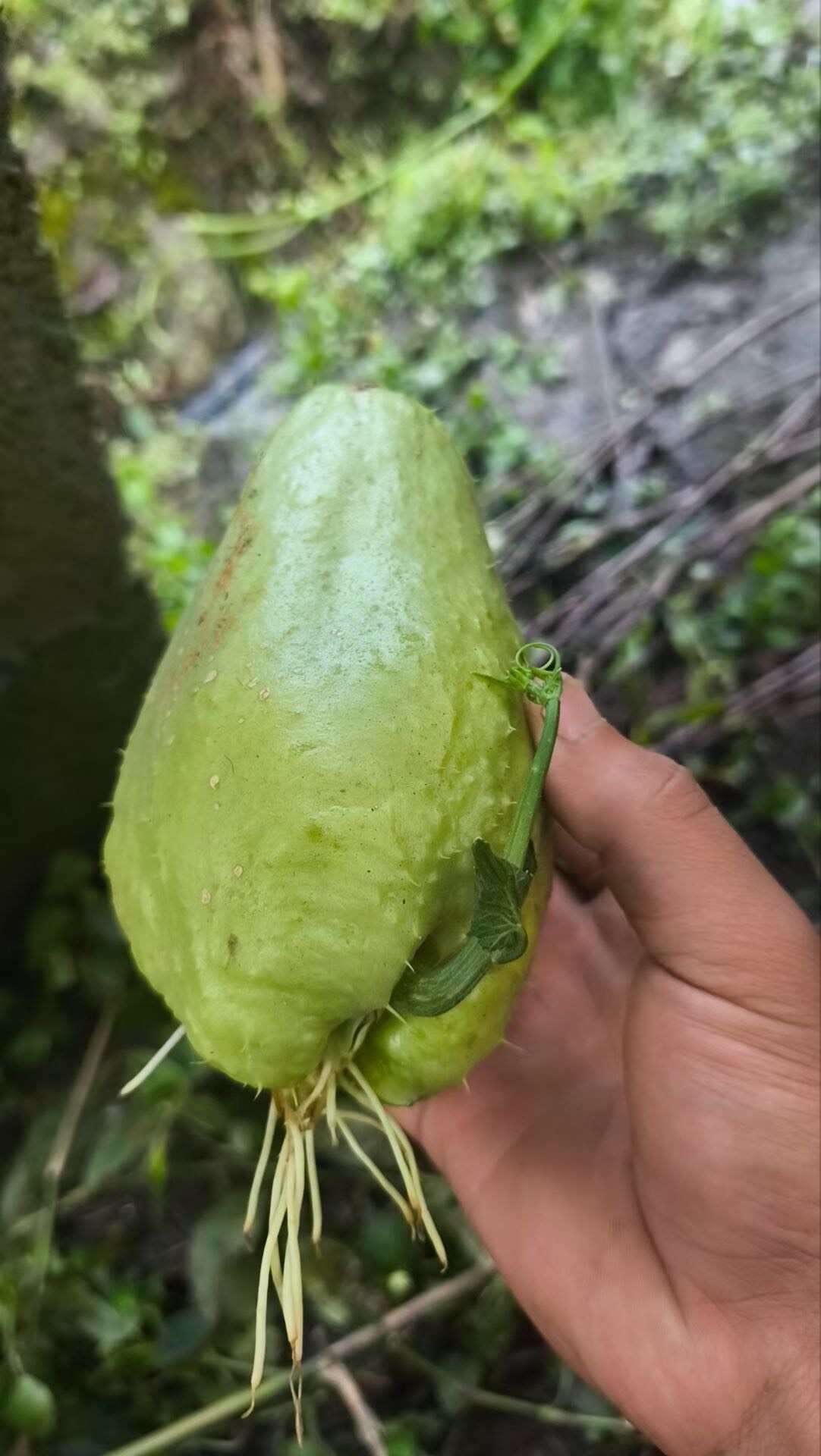 源头精品佛手瓜种苗，全部现摘带芽，开始大量供应，喜欢的老板贸