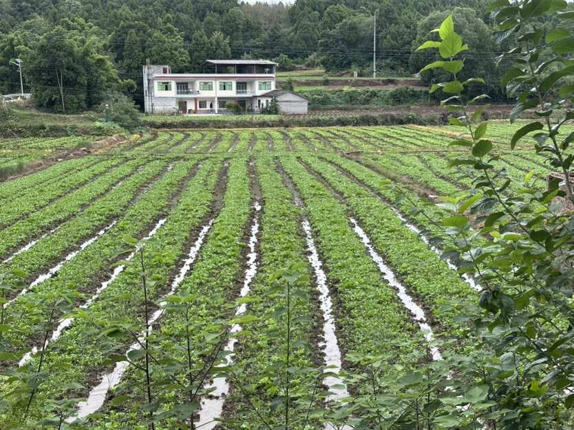 大量小白菜上海青
