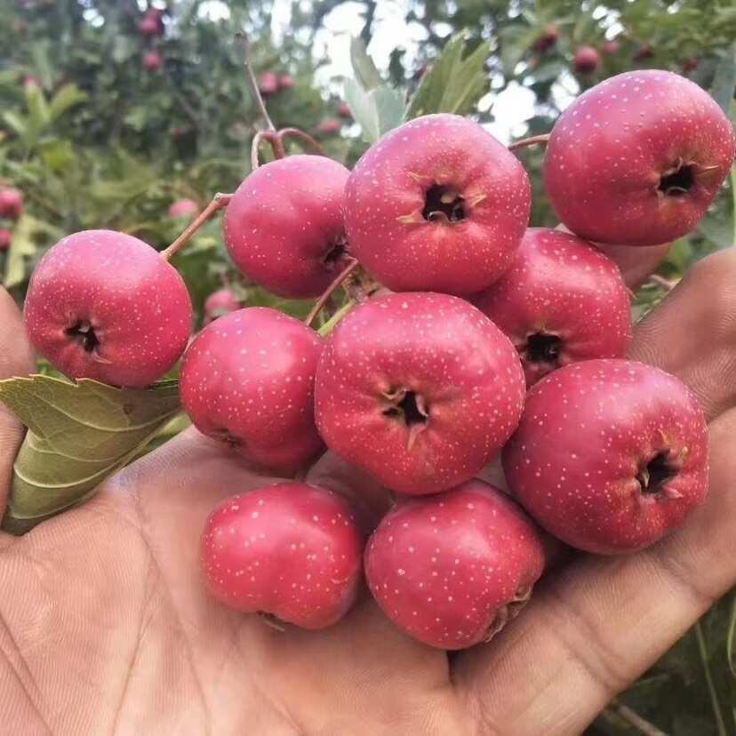 山楂果 产地直发，大金星 大五棱