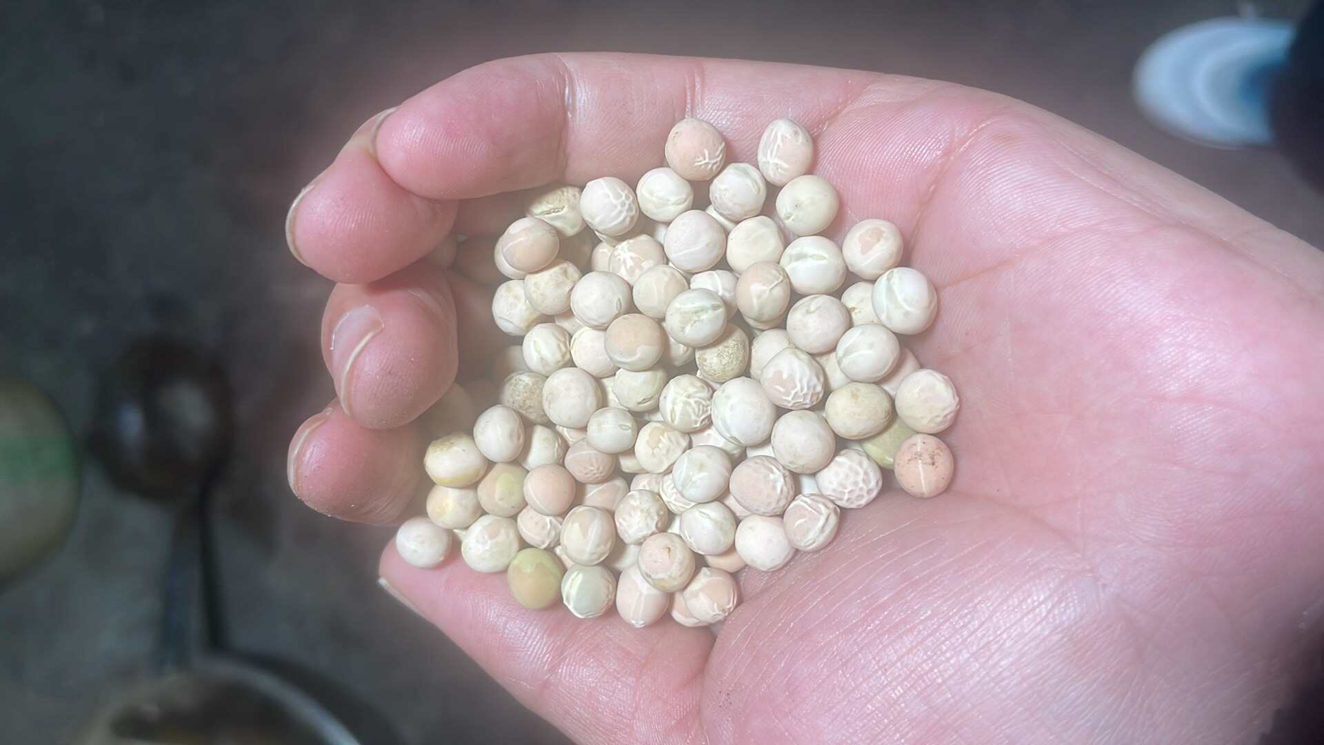 农户自己种的红豌豆