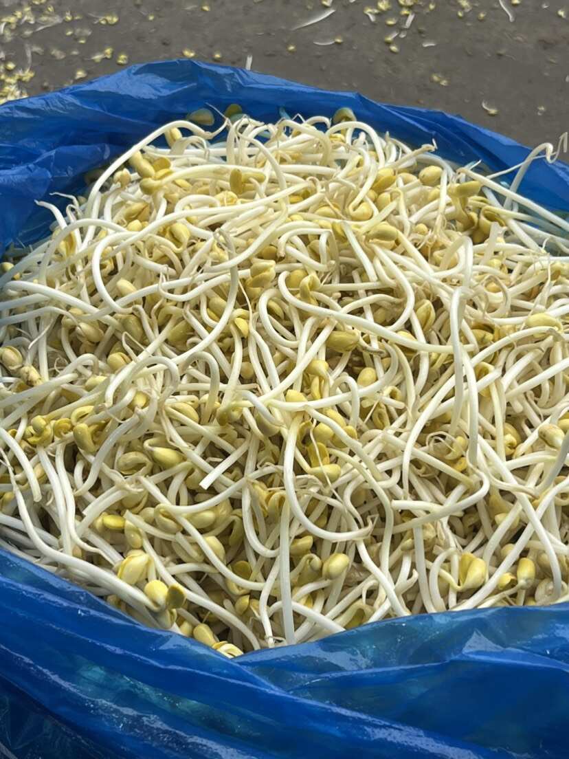 豆芽批发量大从优新鲜豆￼牙