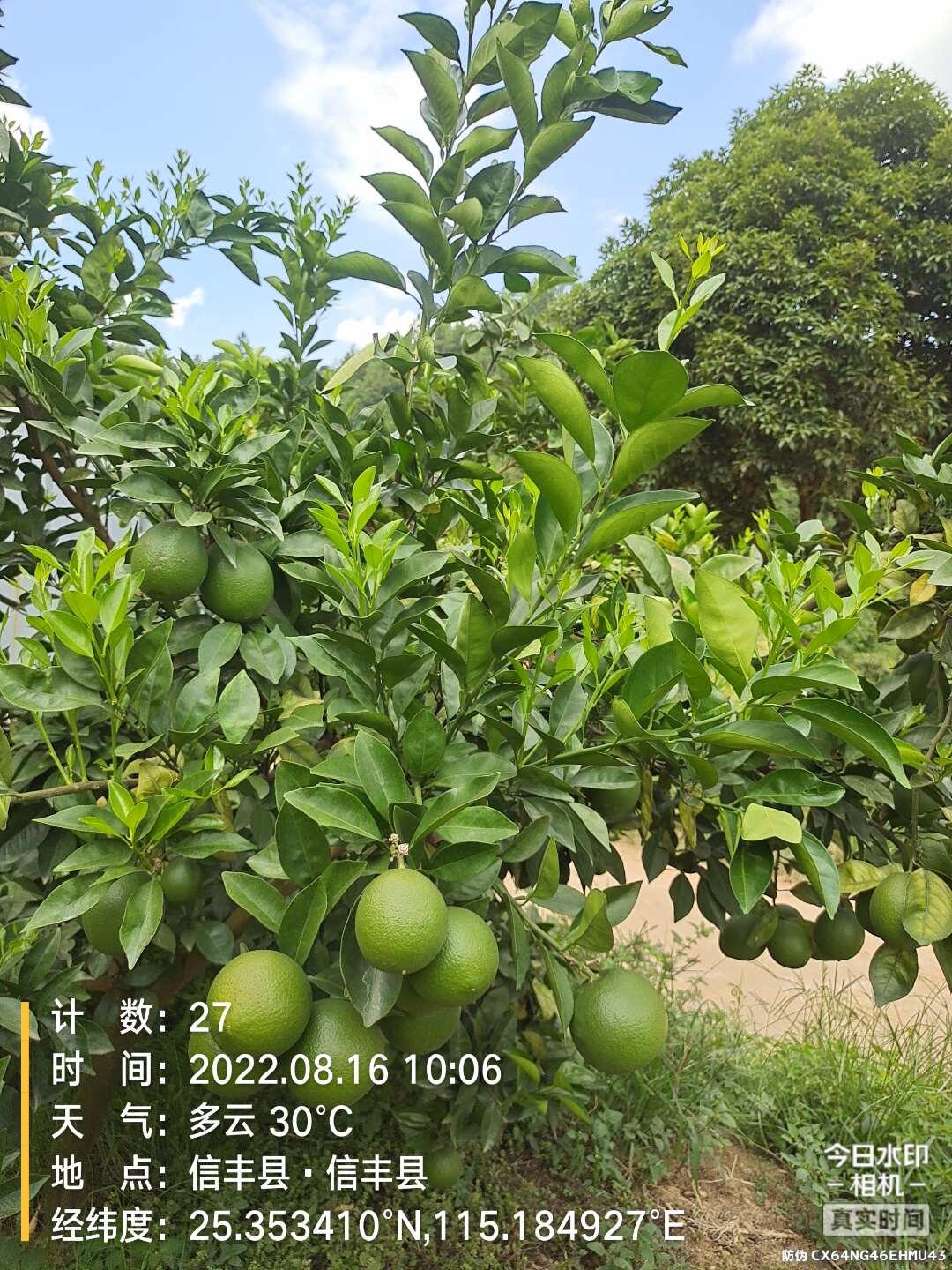 江西赣南信丰脐橙，鲜果采摘发货。