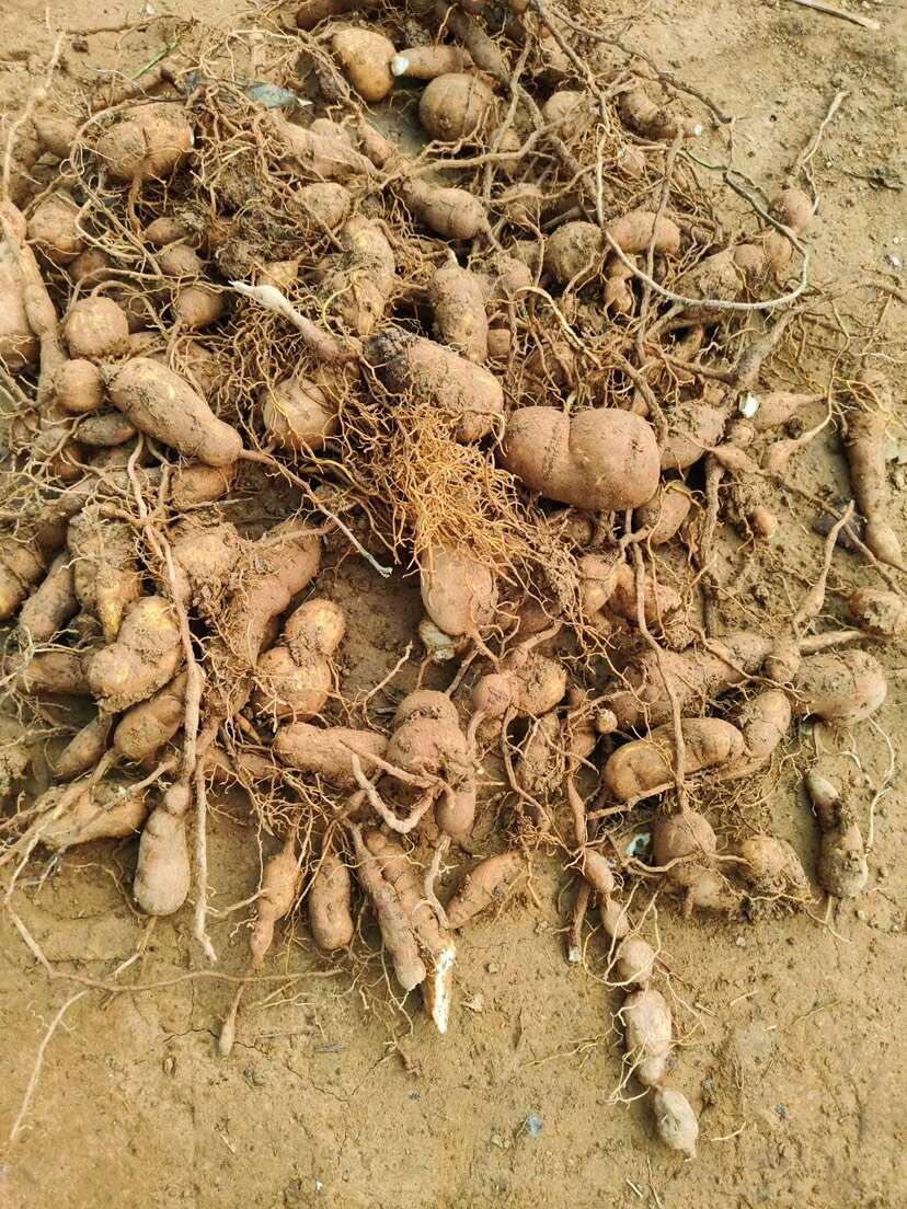 金果榄、地苦胆、青牛胆鲜果