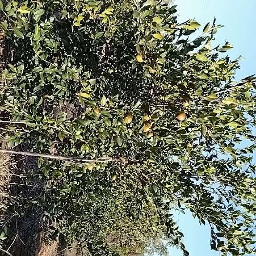 衡东县油茶鲜果