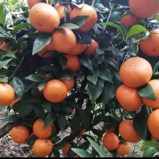 环江县百万金秋沙糖桔招商，我是中介。