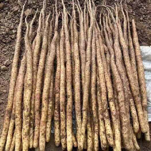 温县温县达临垆土地铁棍山药