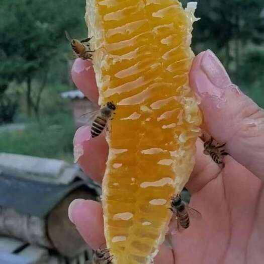 毕节贵州自家深山土蜂蜜（土桥沟天然百花蜜）