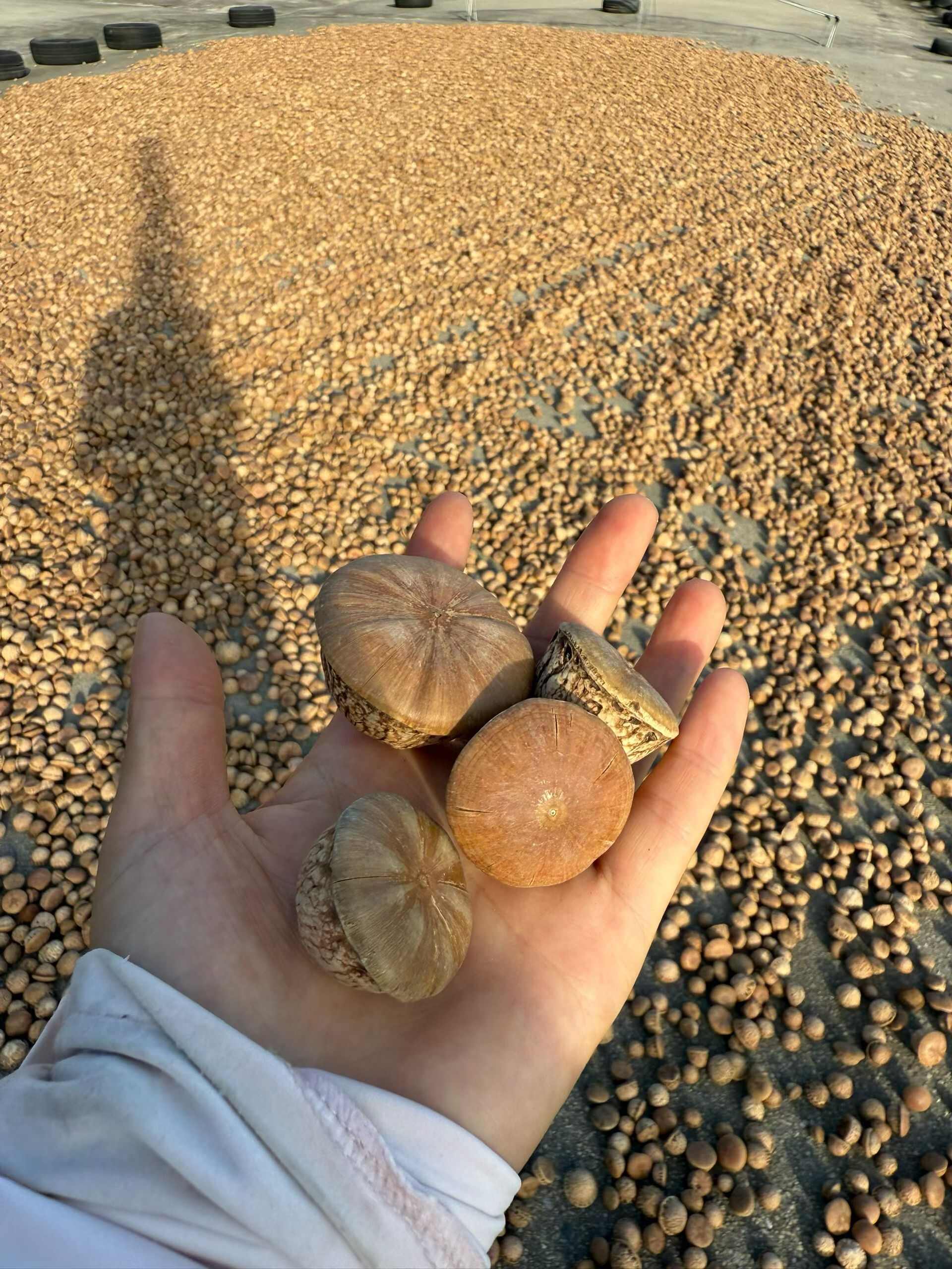 风流果新货，需要的联系