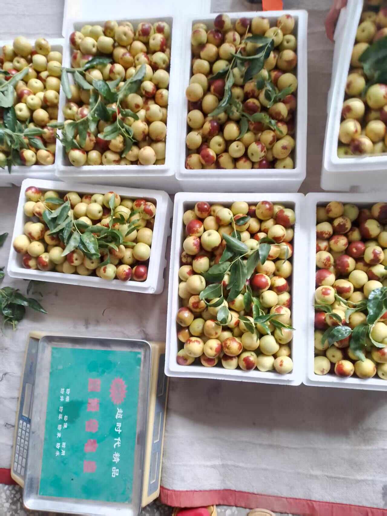 山西运城庙上鲜冬枣，脆甜可口，产地直发，现摘现发。