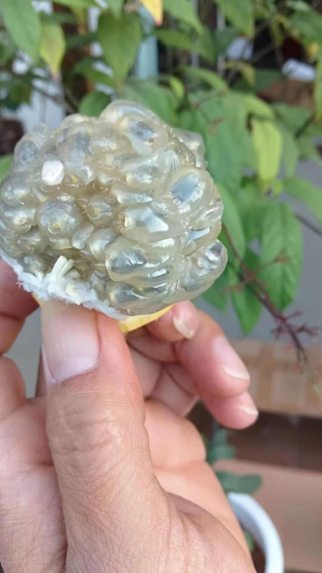 云南西双版纳勐海县，热情果产地直发