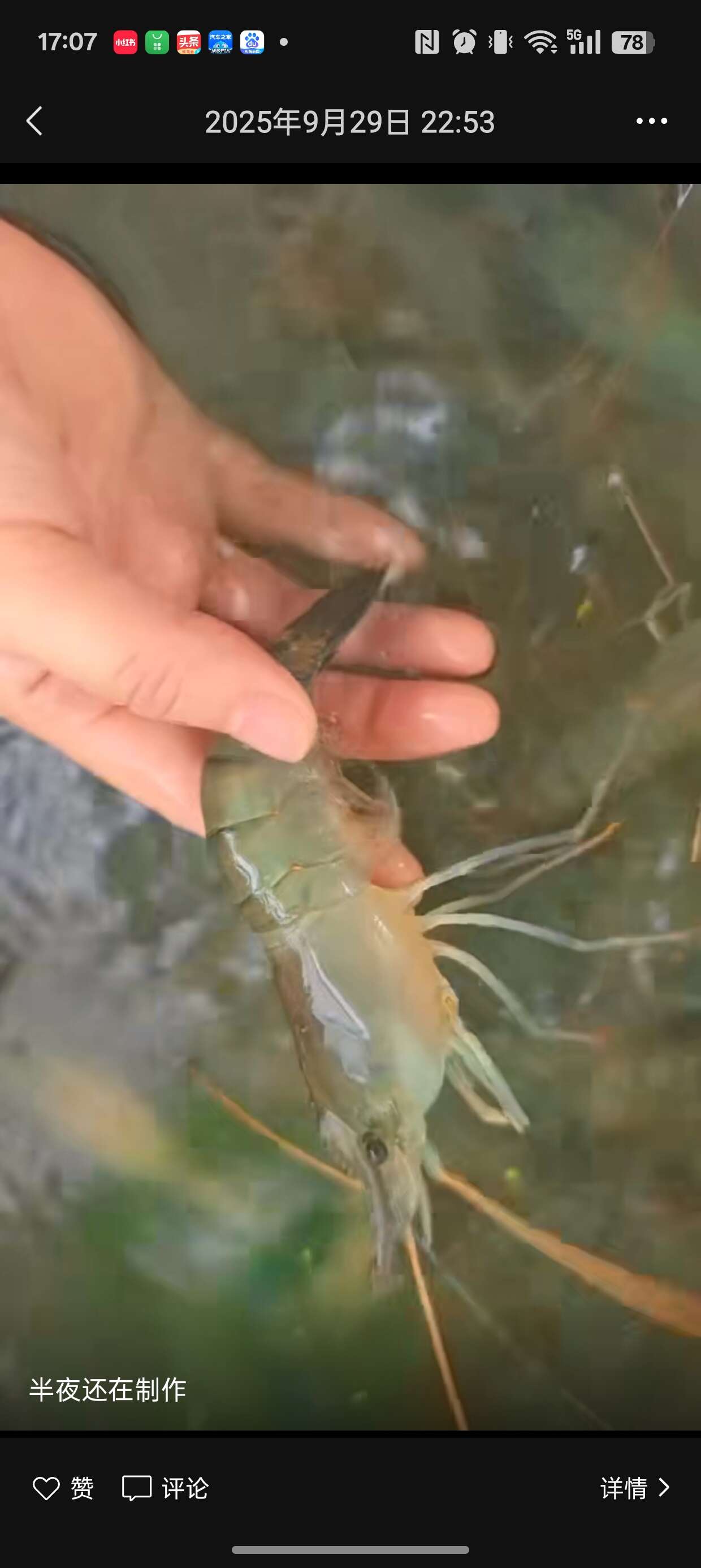 罗氏虾～～专业养殖户