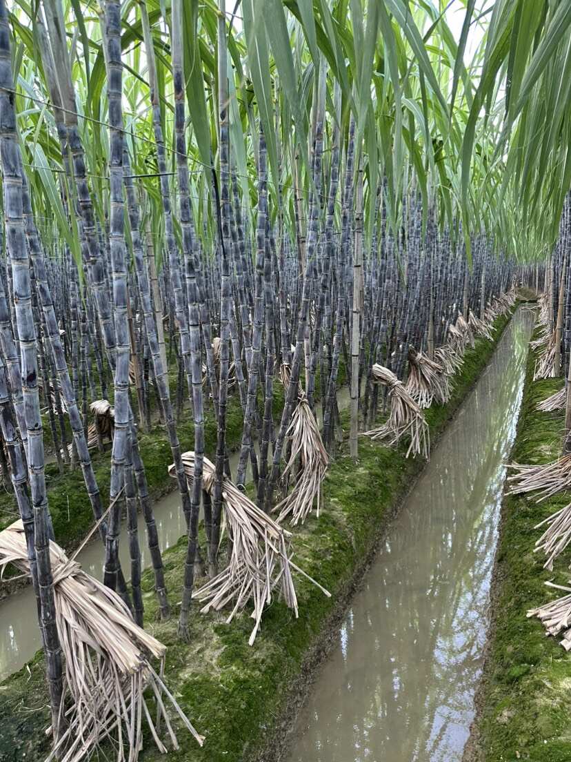 广西博白黑皮甘蔗 产地直供 果径4-6cm 长2.8-3米