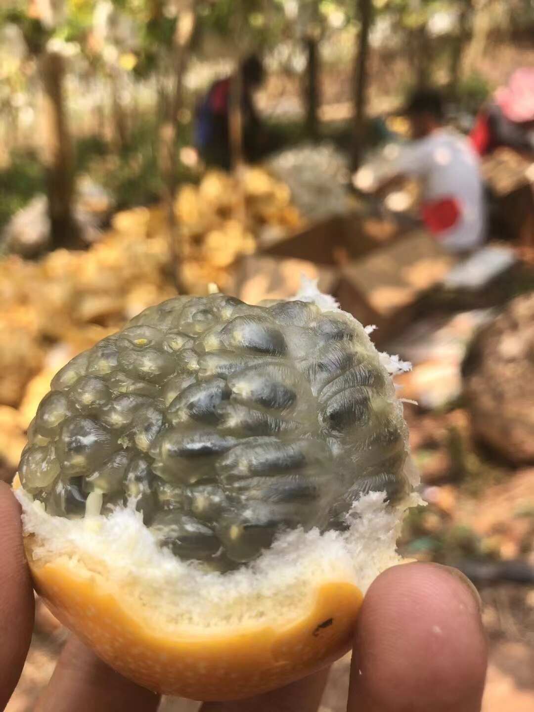 云南西双版纳勐海县，热情果产地直发