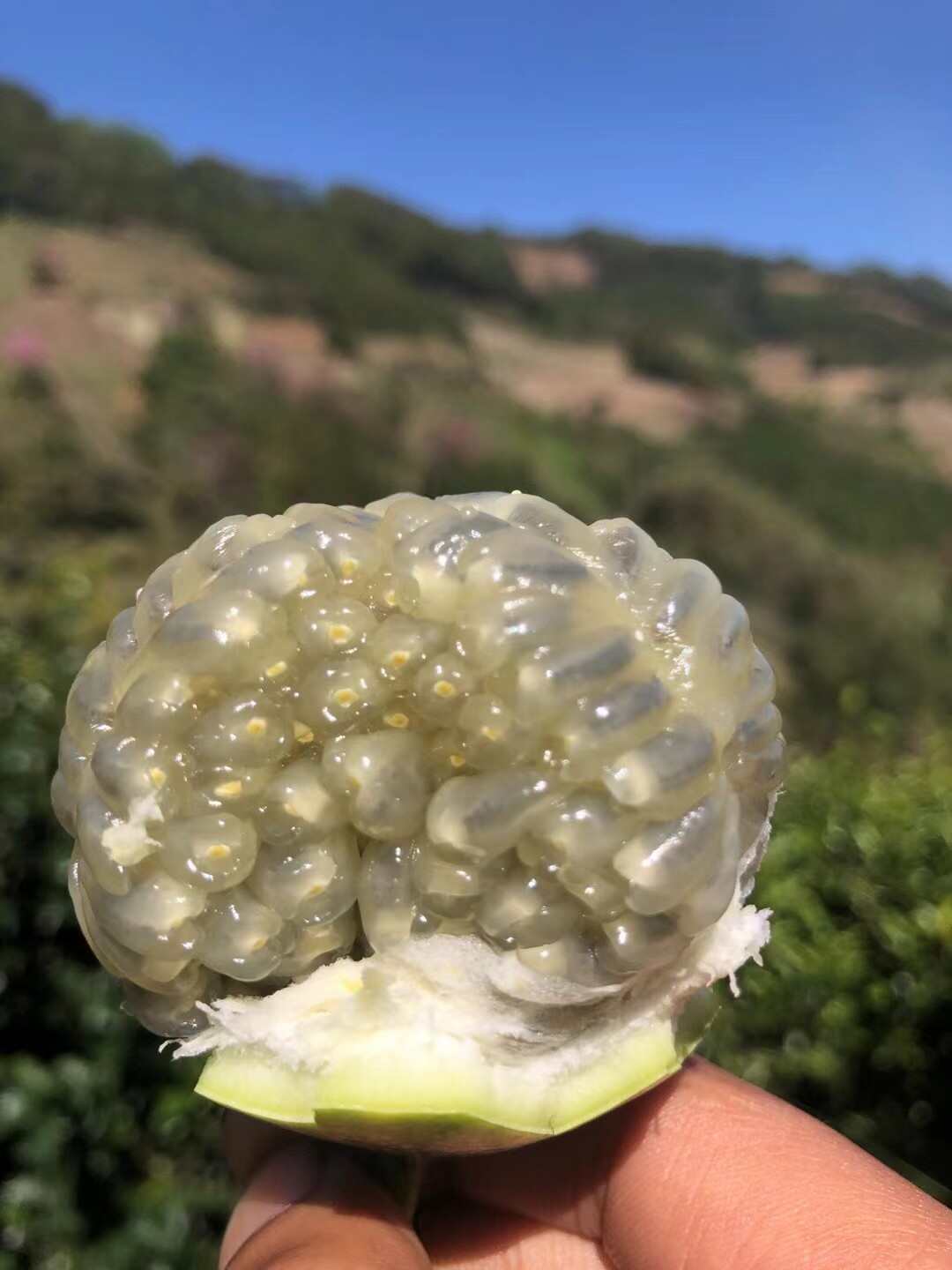 云南西双版纳勐海县，热情果产地直发