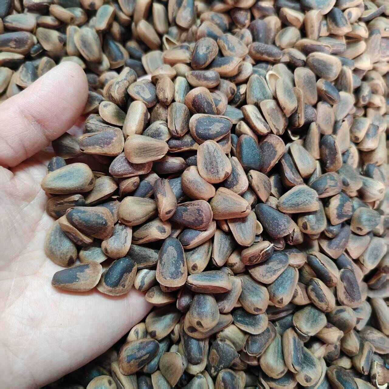 新加工东北开口松子，原味高品质，颗粒饱满