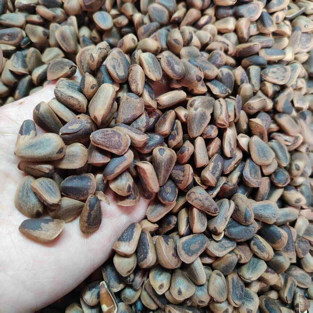 新加工东北开口松子，原味高品质，颗粒饱满