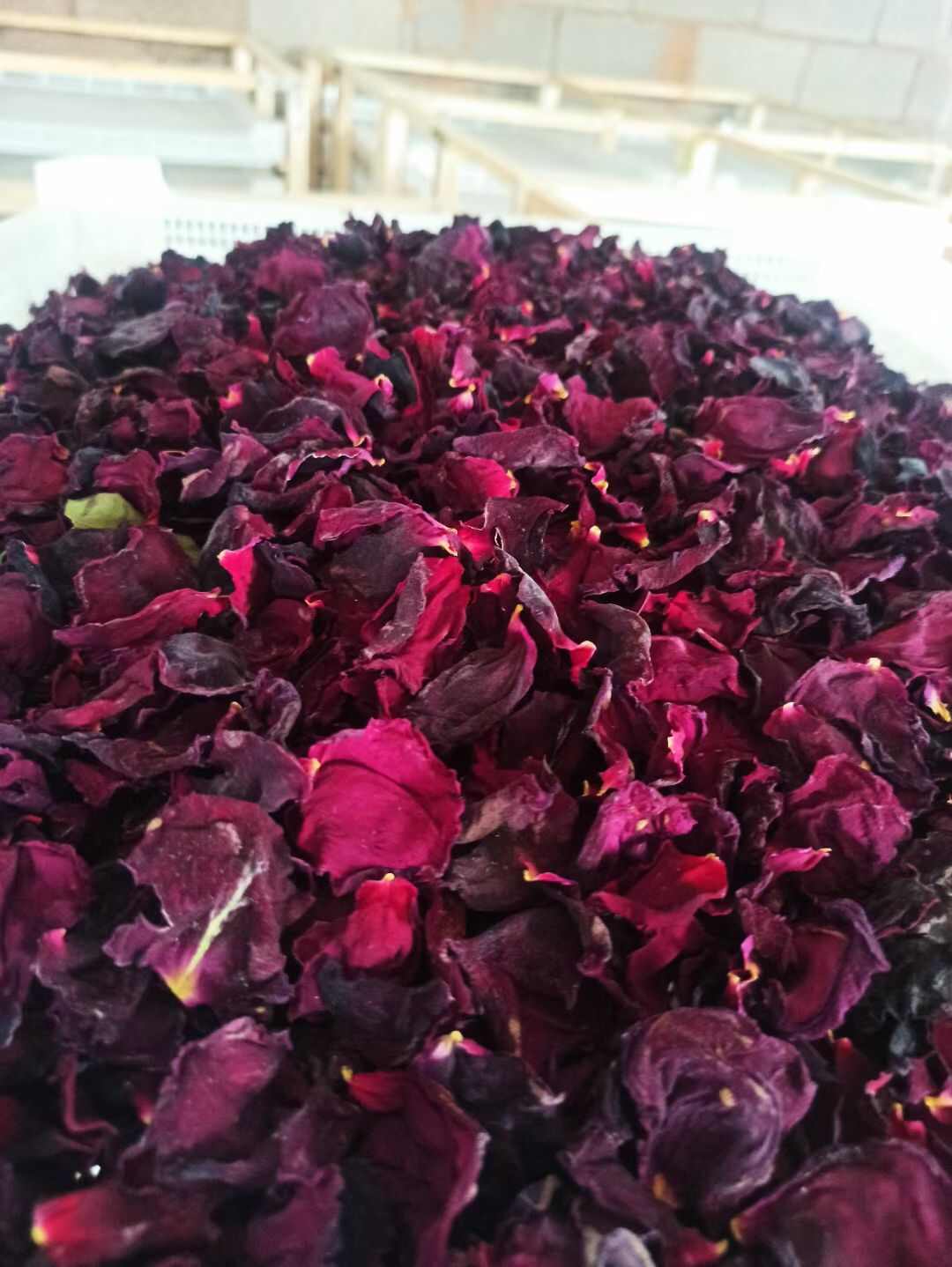 云南食用墨红玫瑰，玫瑰花朵，玫瑰花瓣，自家基地，基地直发