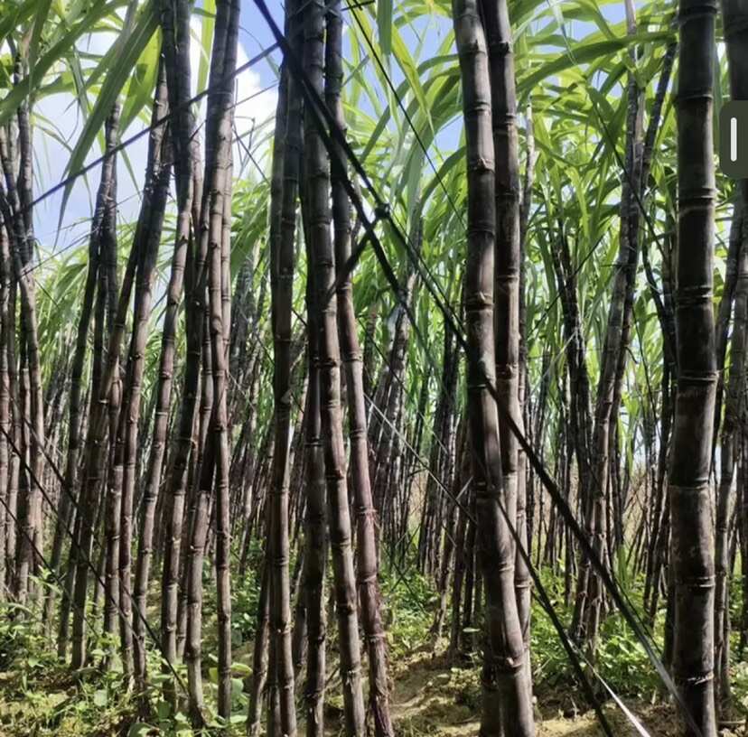 黑甘蔗白甘蔗
