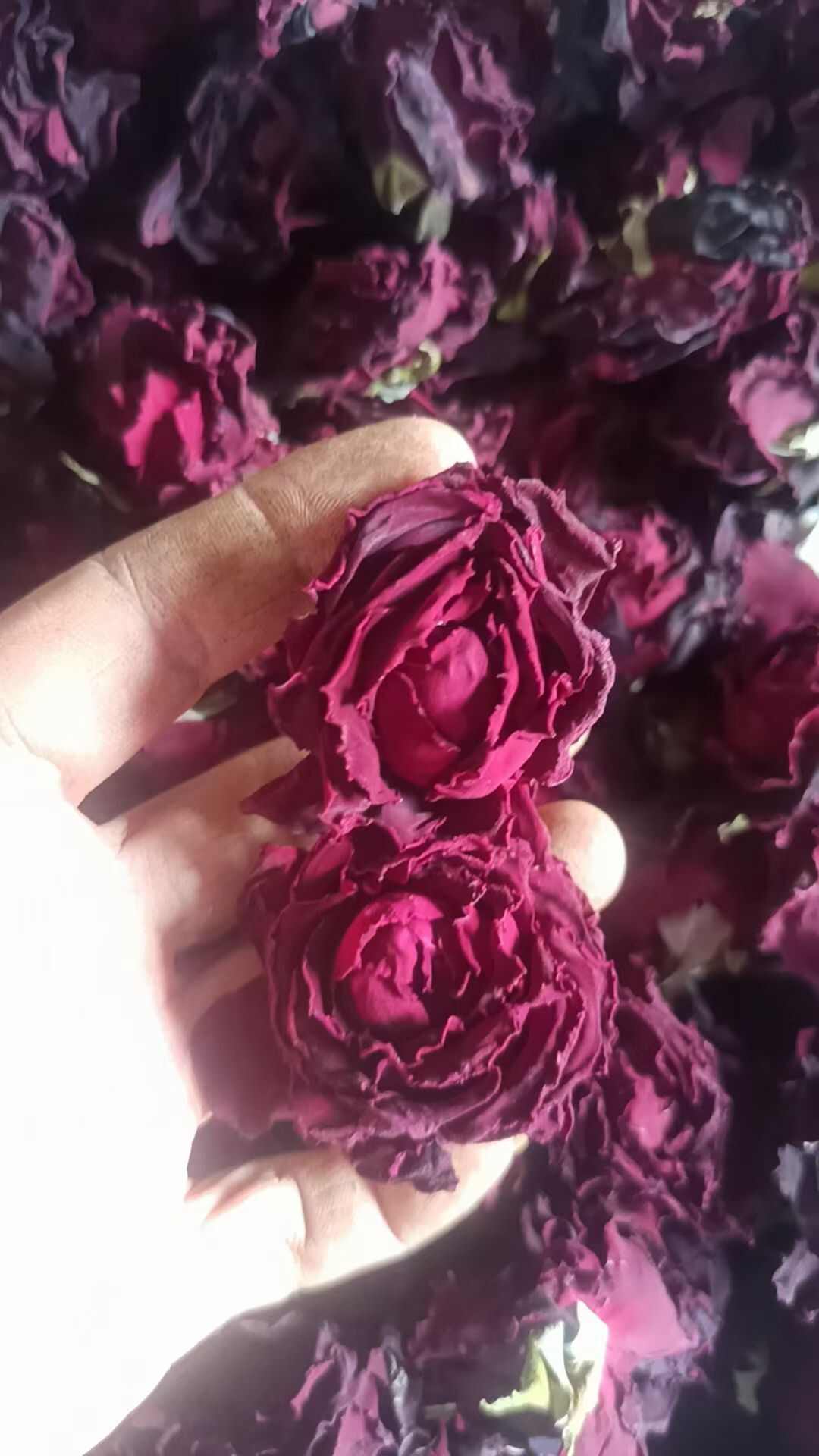 云南食用墨红玫瑰，玫瑰花朵，玫瑰花瓣，自家基地，基地直发