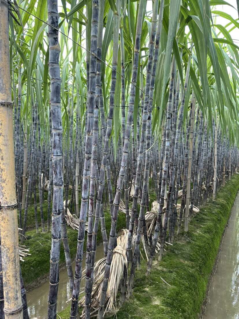 广西博白黑皮甘蔗 产地直供 果径4-6cm 长2.8-3米