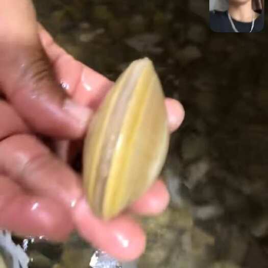 丹东大黄蚬子皮薄肉厚
