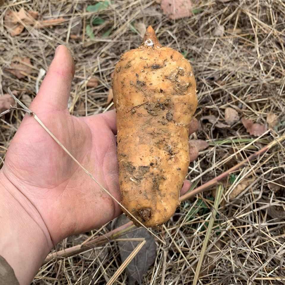 正宗高海拔天麻鲜天麻林下种植2500米密林非云南天麻天麻