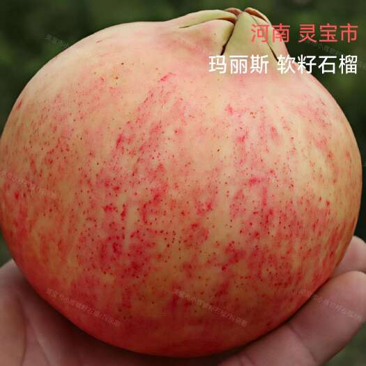 灵宝市玛丽斯软籽石榴树苗以色列新品种石榴树苗