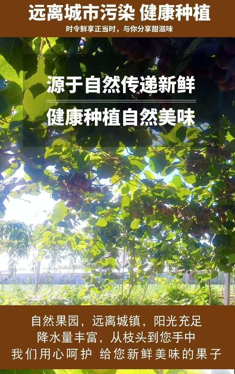 【精选】正宗徐香绿心猕猴桃新鲜应季甜水果砀山整箱批发