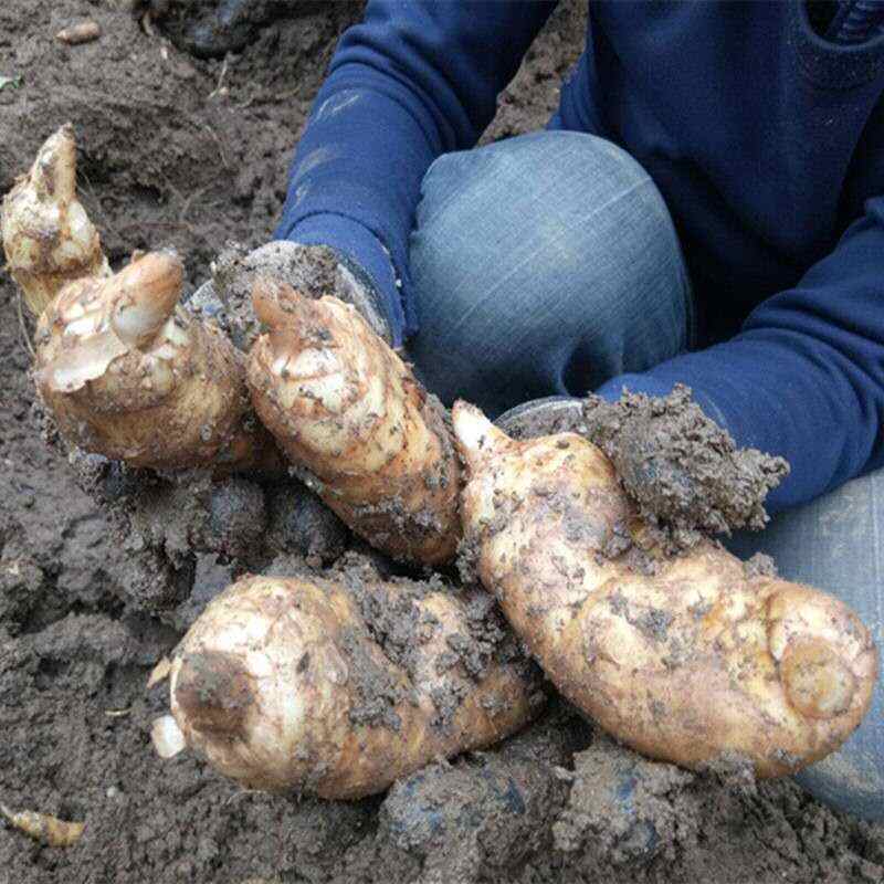 正宗高海拔天麻鲜天麻林下种植2500米密林非云南天麻天麻