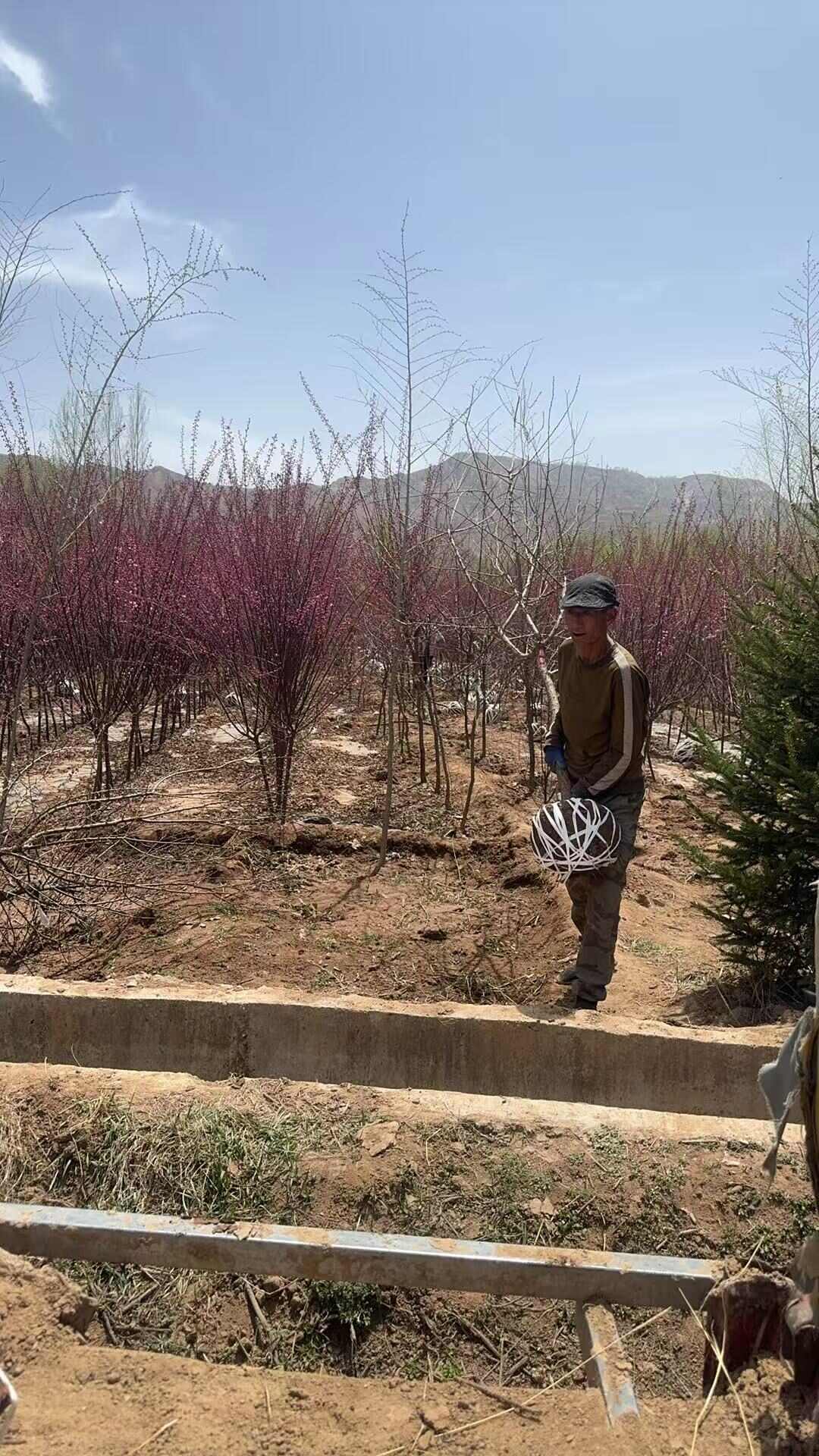 榆叶梅