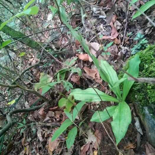 文山市双肾草，品质保证