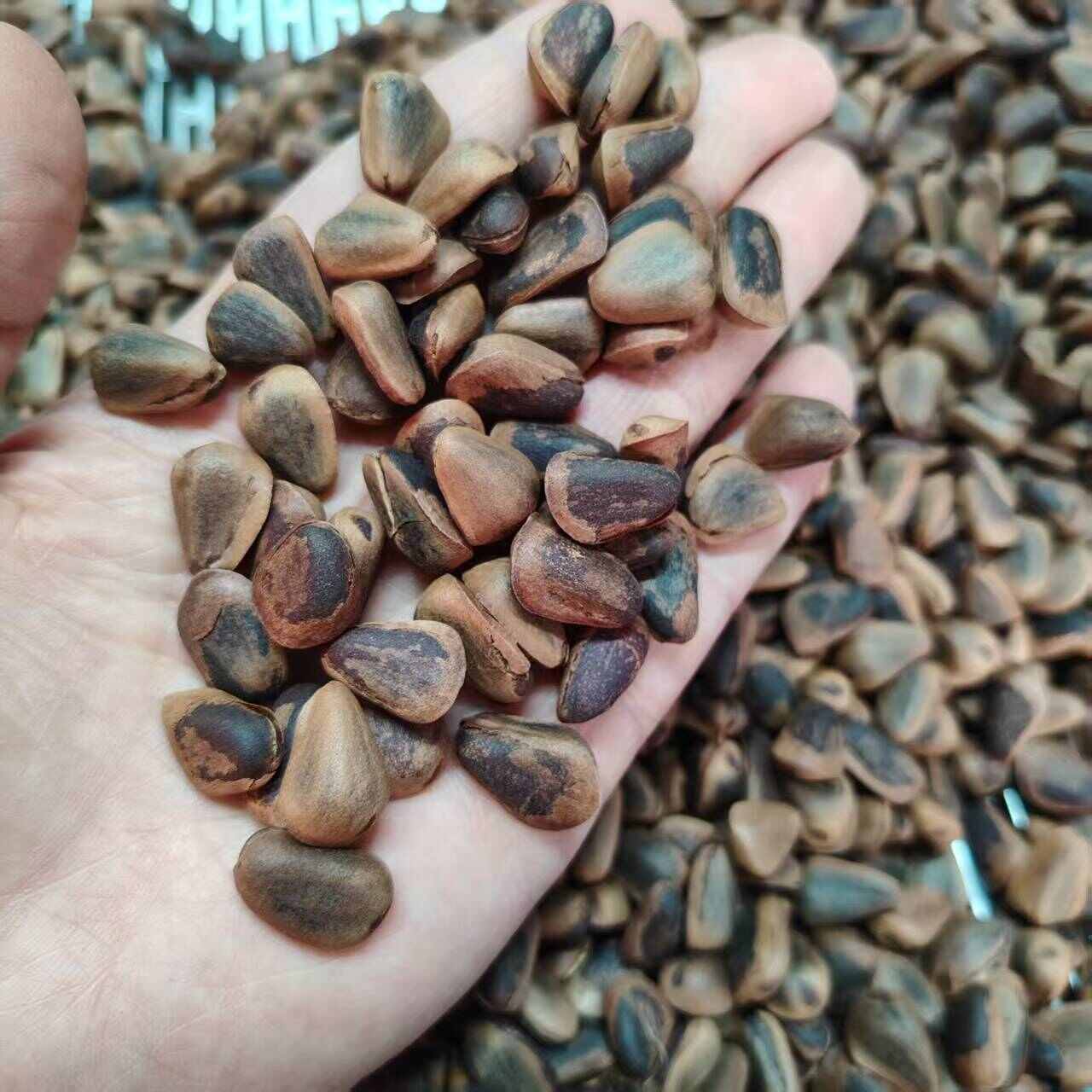 新加工东北开口松子，原味高品质，颗粒饱满