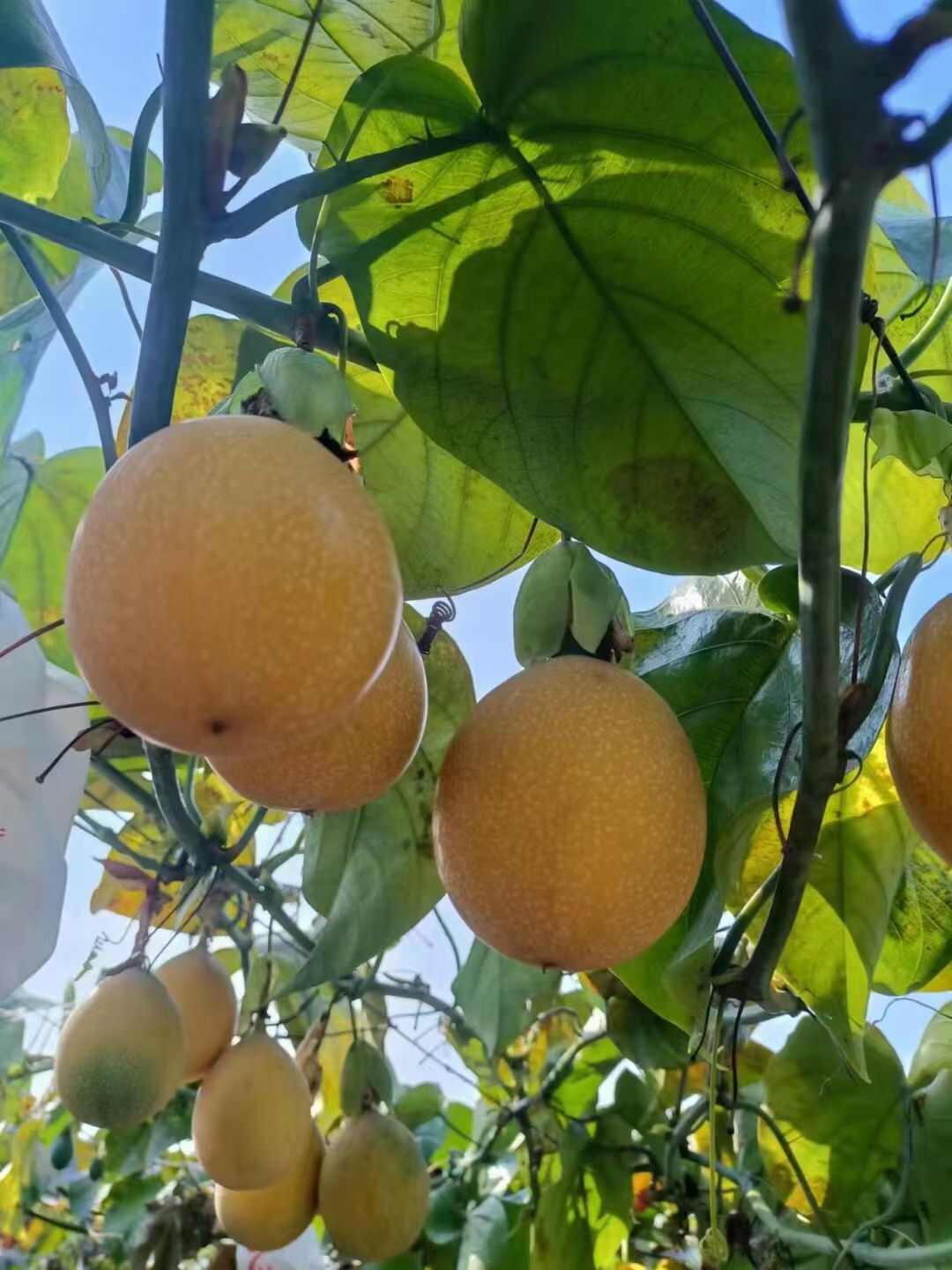 云南西双版纳勐海县，热情果产地直发