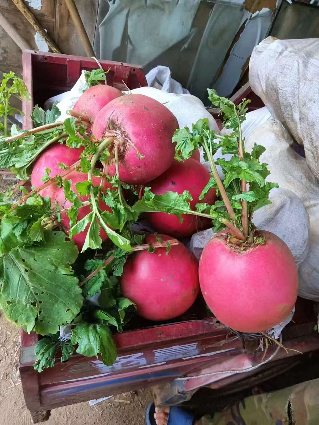 红箩卜