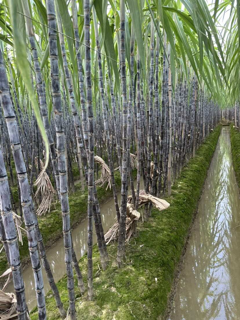 广西博白黑皮甘蔗 产地直供 果径4-6cm 长2.8-3米