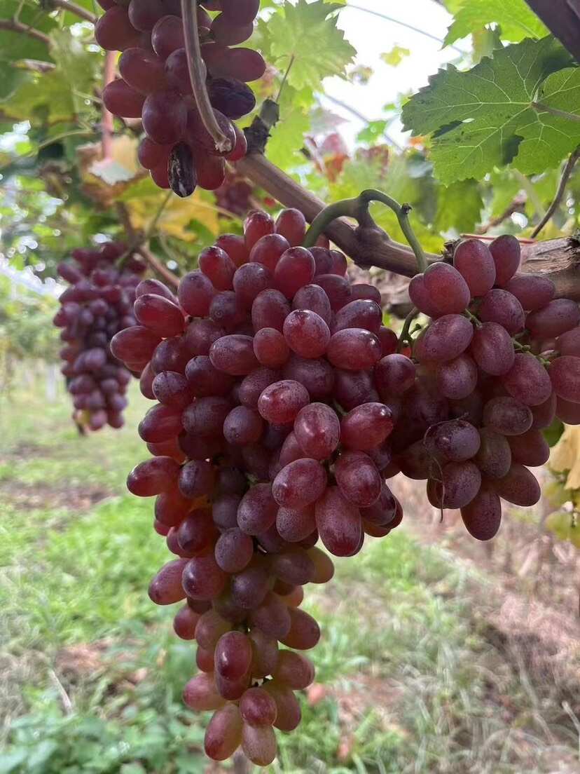 万荣澳洲无核