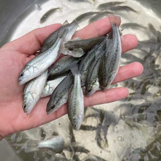 清远广东清远鲈鱼苗优质供应 活体加州鲈鱼苗塘口价