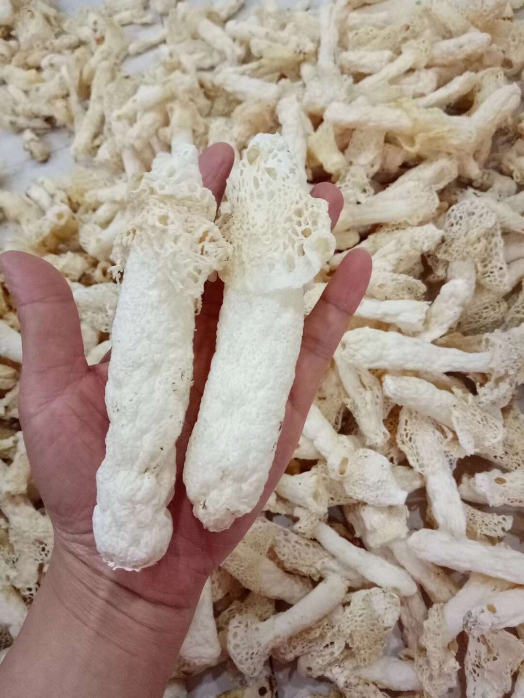 亳州谯城  竹荪