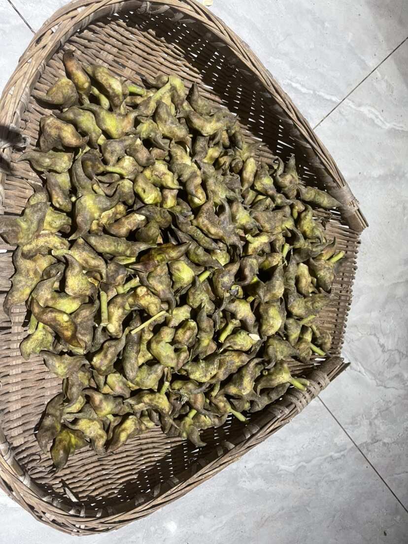 【菱角】纯绿色水果蔬菜